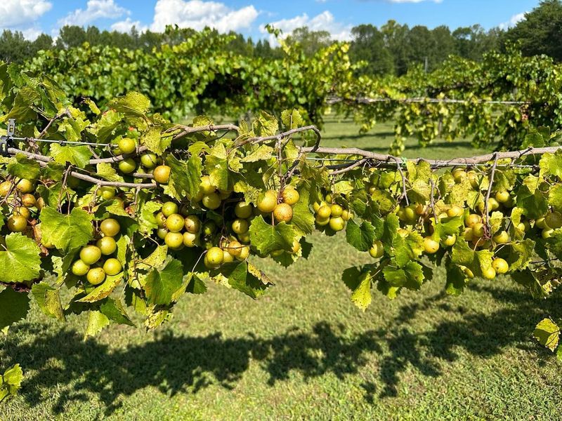 North Carolina: Scuppernong Grape