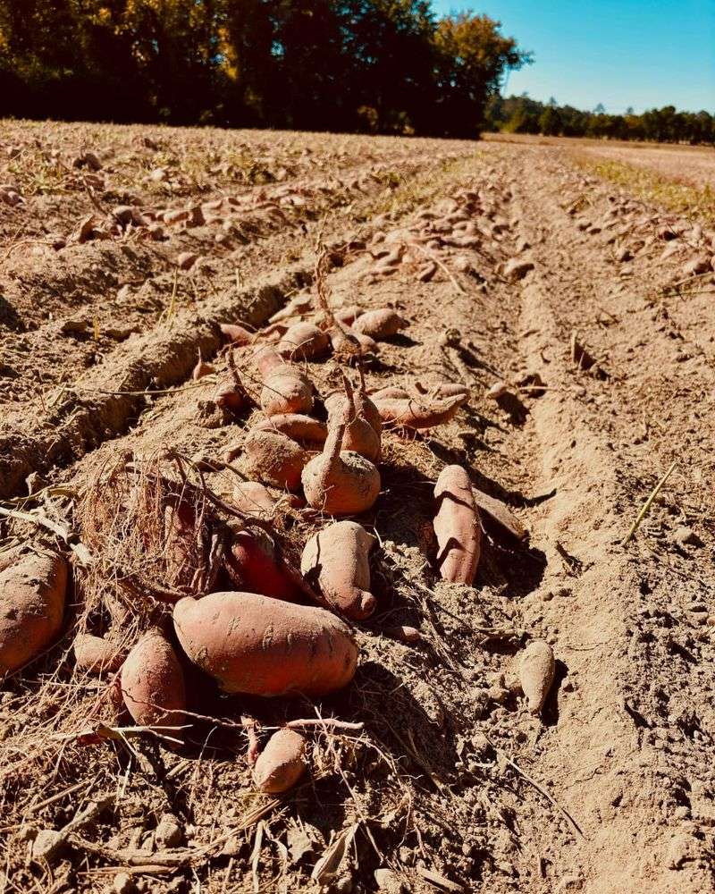 North Carolina: Sweet Potato