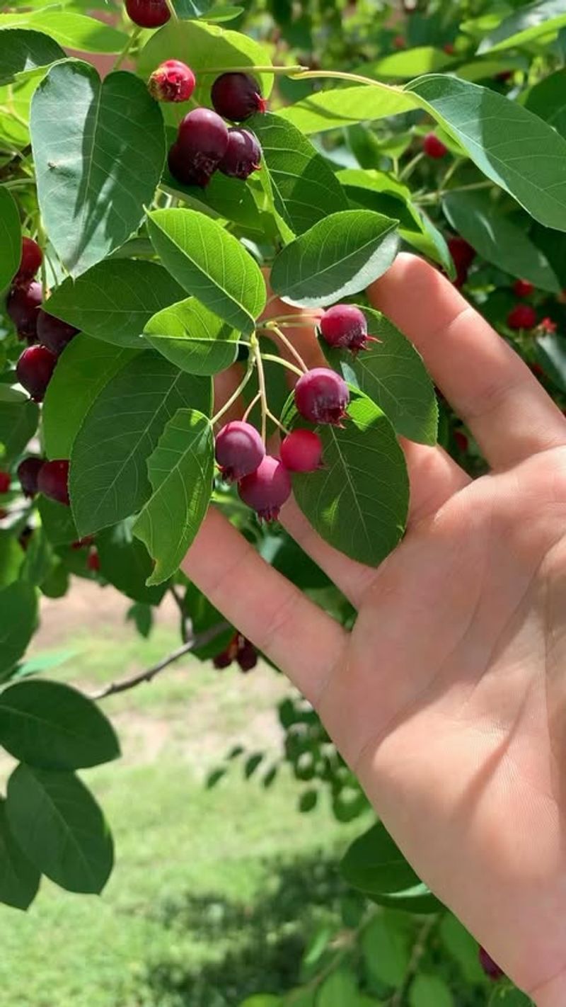 North Dakota: Juneberry