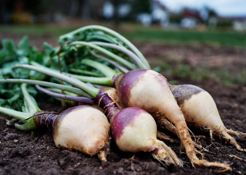 North Dakota: Rutabaga