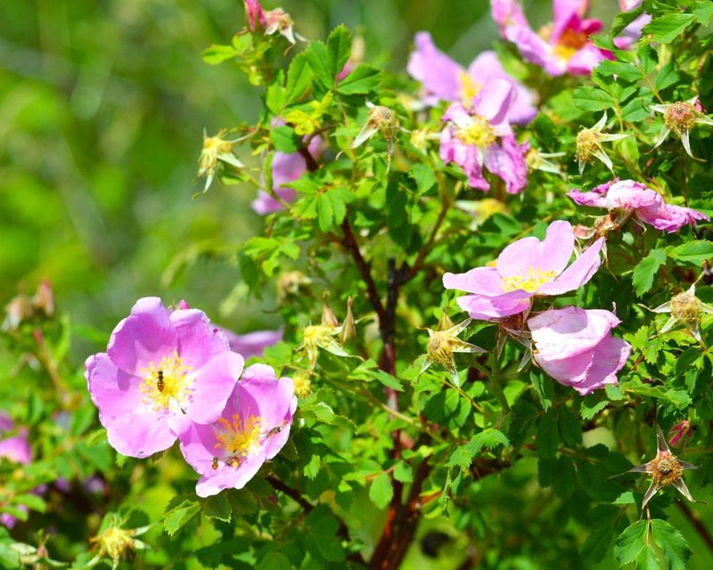 North Dakota: Wild Prairie Rose