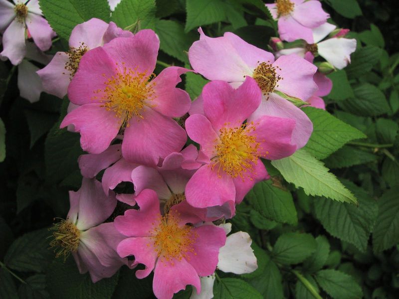 North Dakota: Wild Prairie Rose