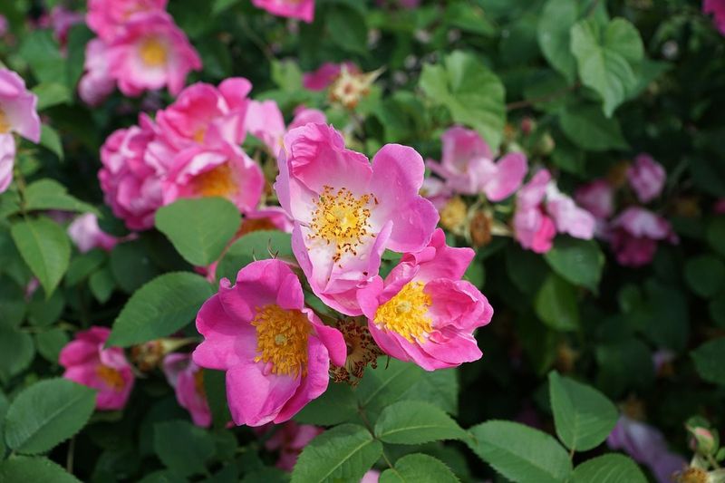 North Dakota - Wild Prairie Rose