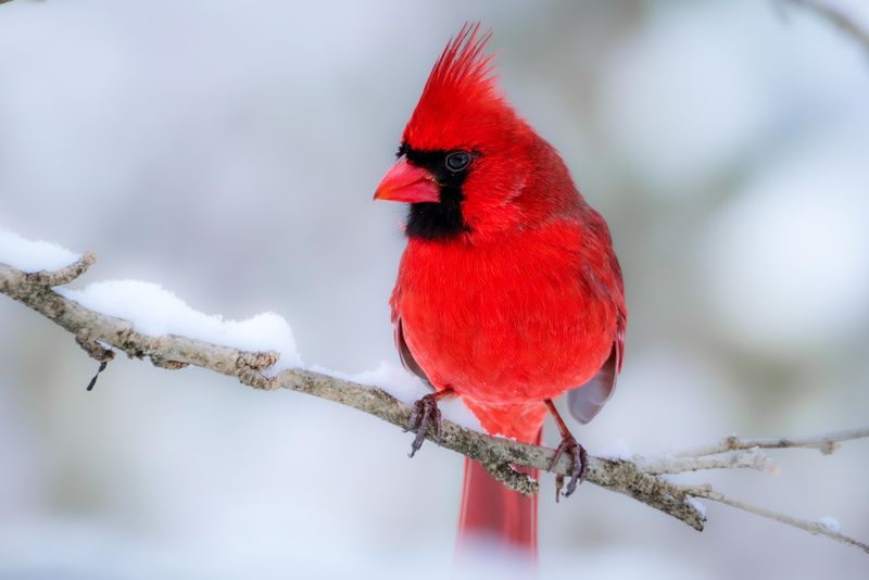 Northern Cardinal