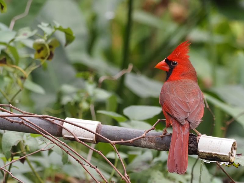 Northern Cardinal