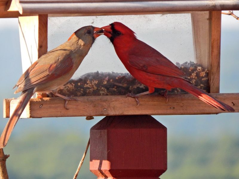 Northern Cardinal