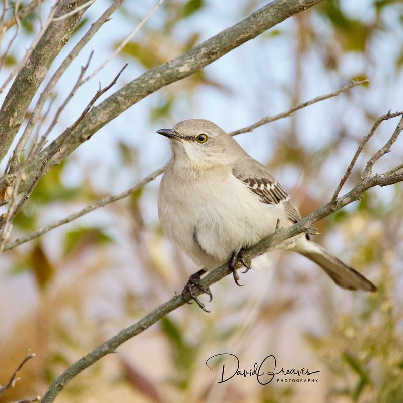 Northern Mockingbird