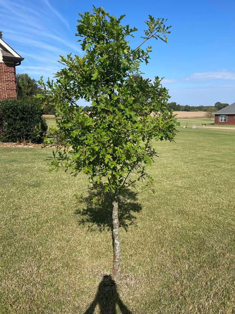 Northern Red Oak