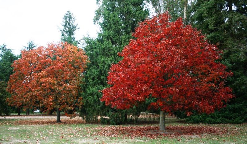 Northern Red Oak