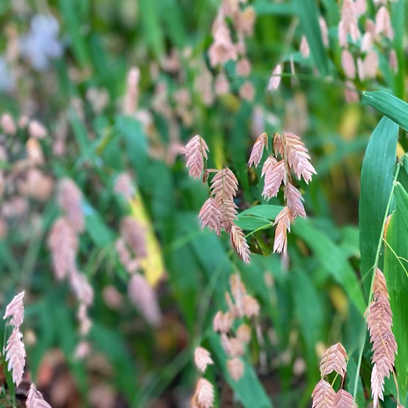 Northern Sea Oats