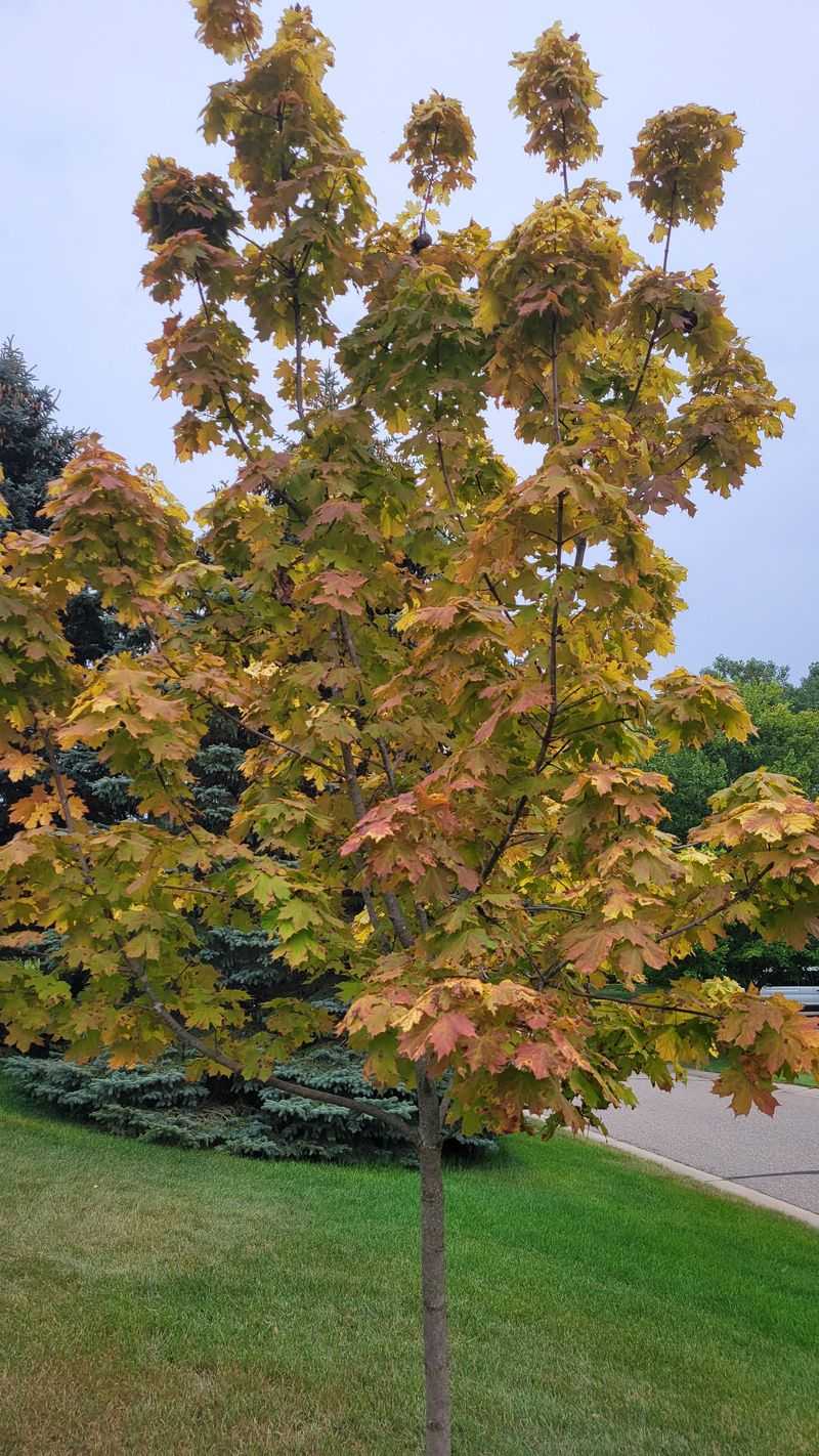 Norway Maple