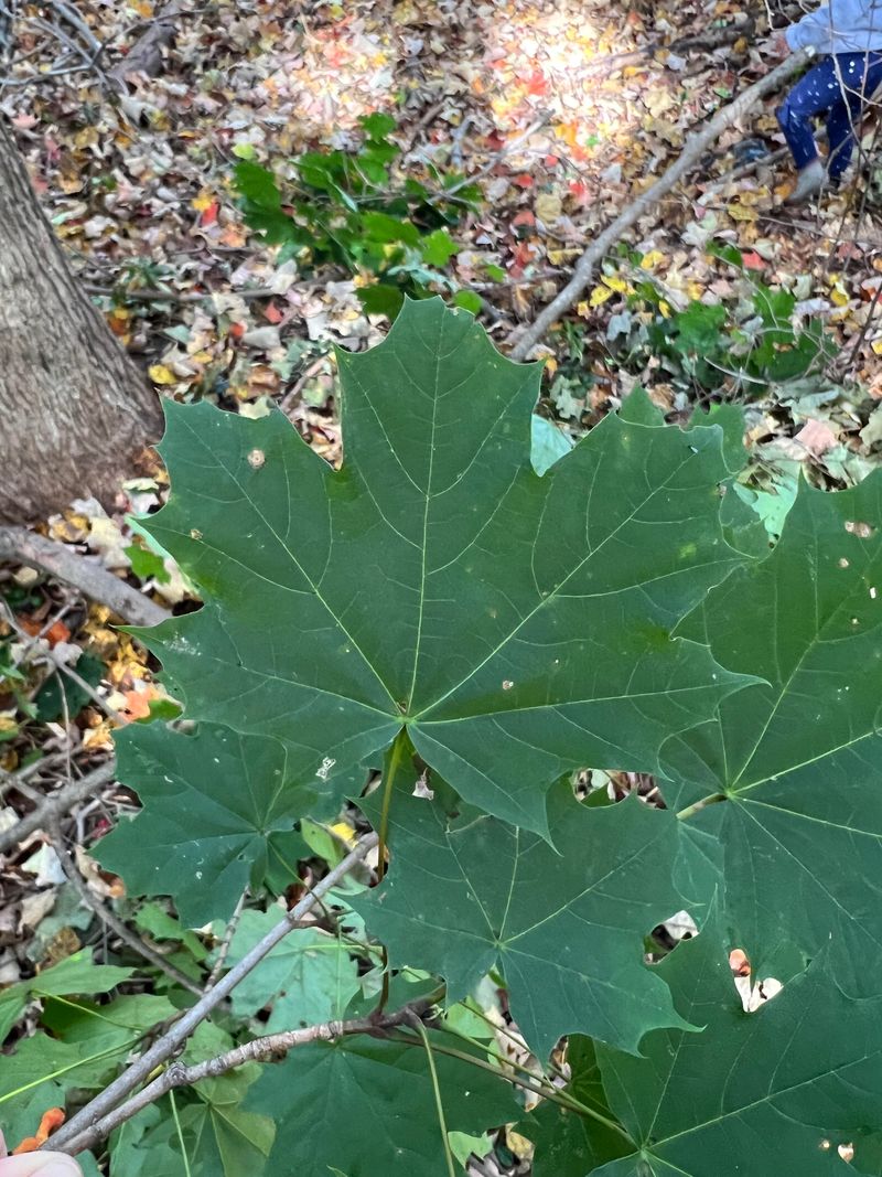 Norway Maple