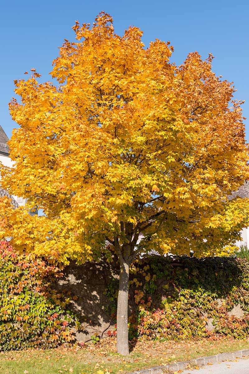 Norway Maple