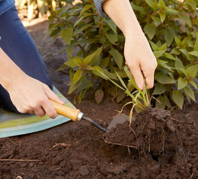 Not Removing Weeds