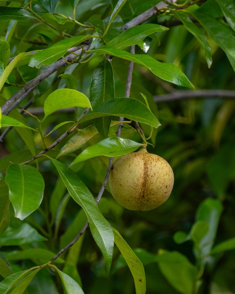 Nutmeg