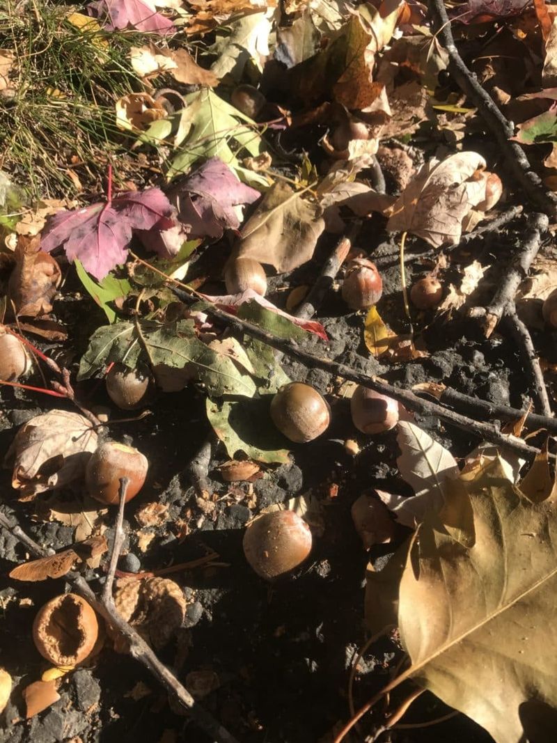 Nutty Scent of Acorns