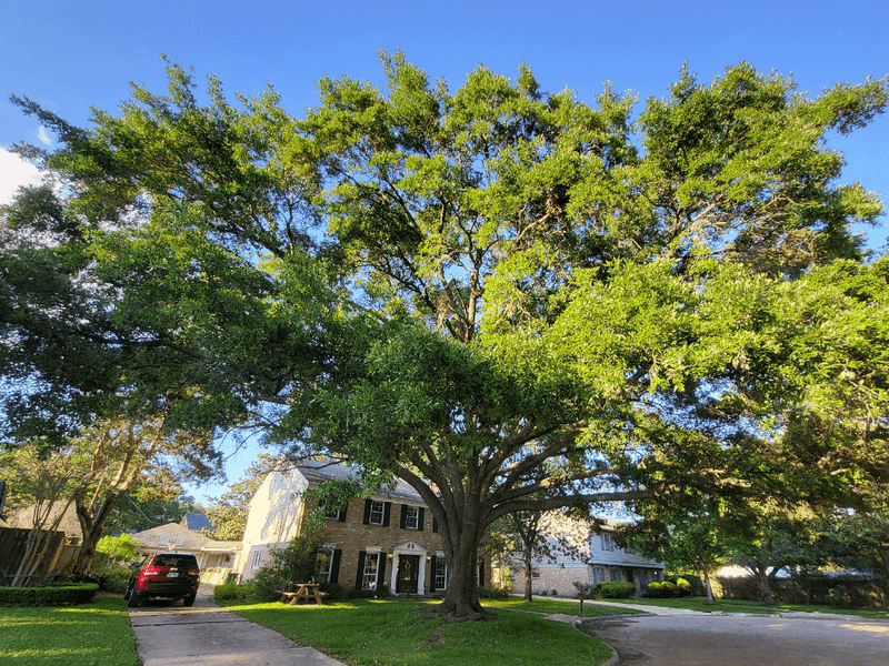 Oak Tree