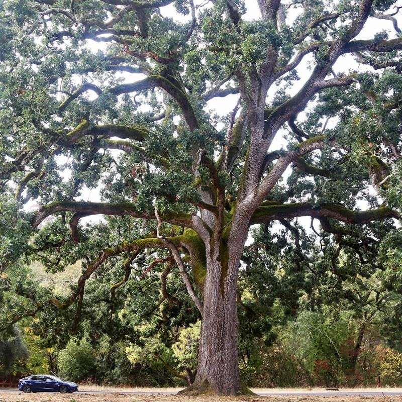 Oak Tree