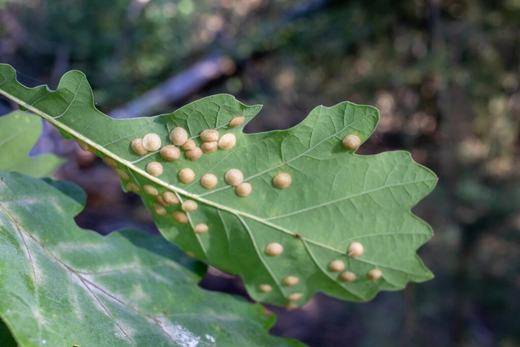 Oak tree leaf with white spots created by insects