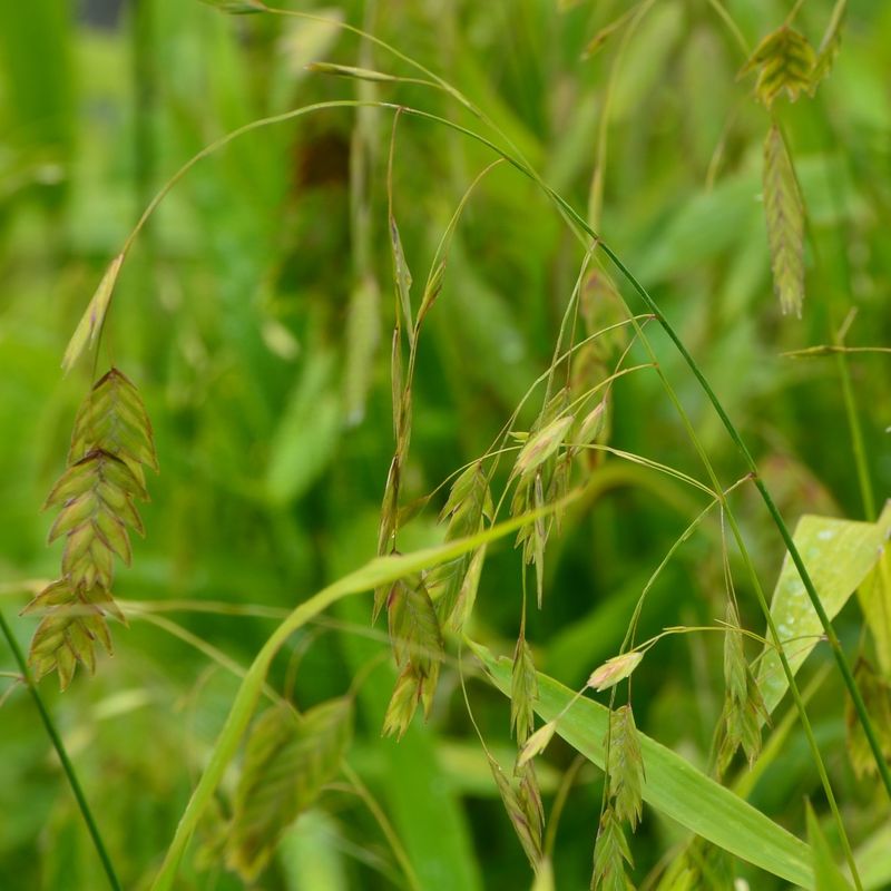 Oat Grass