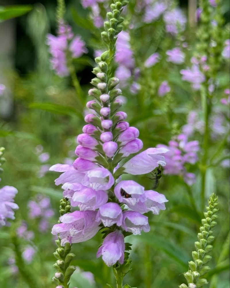 Obedient Plant