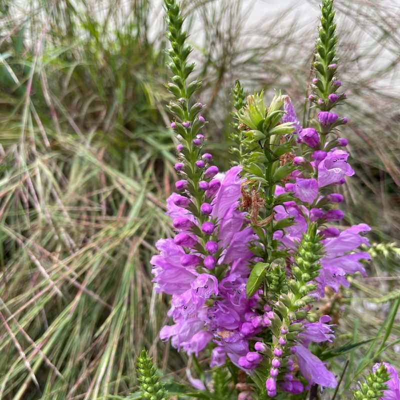 Obedient Plant