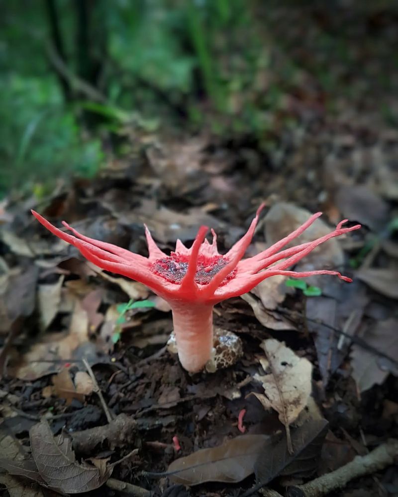 Octopus Stinkhorn