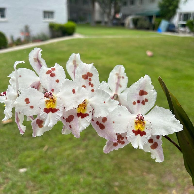 Odontoglossum