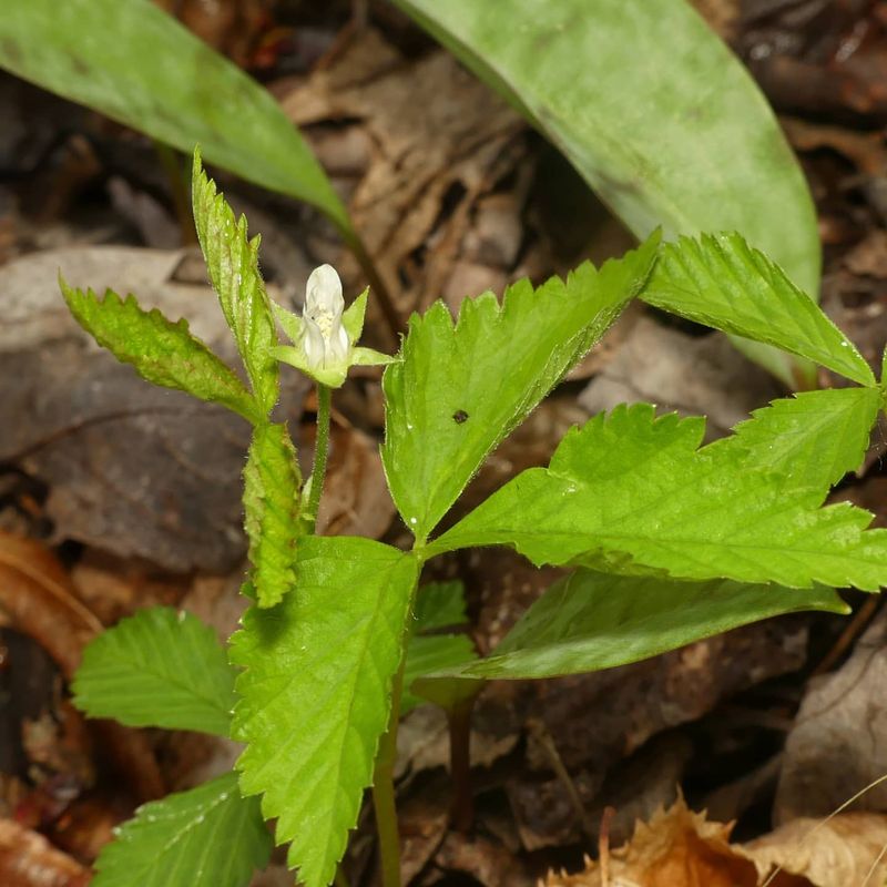 Ohio: American Ginseng