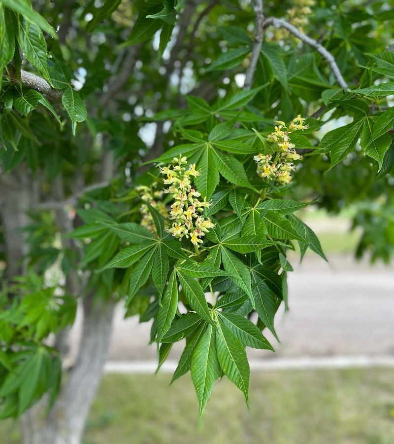 Ohio: Ohio Buckeye