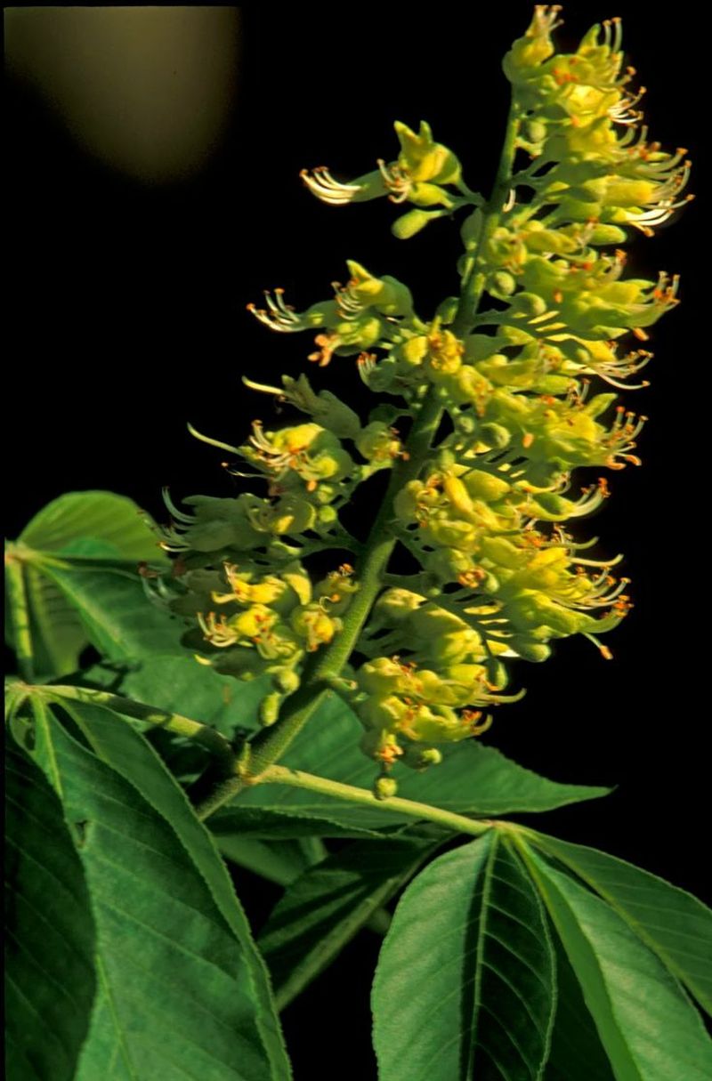 Ohio - Ohio Buckeye