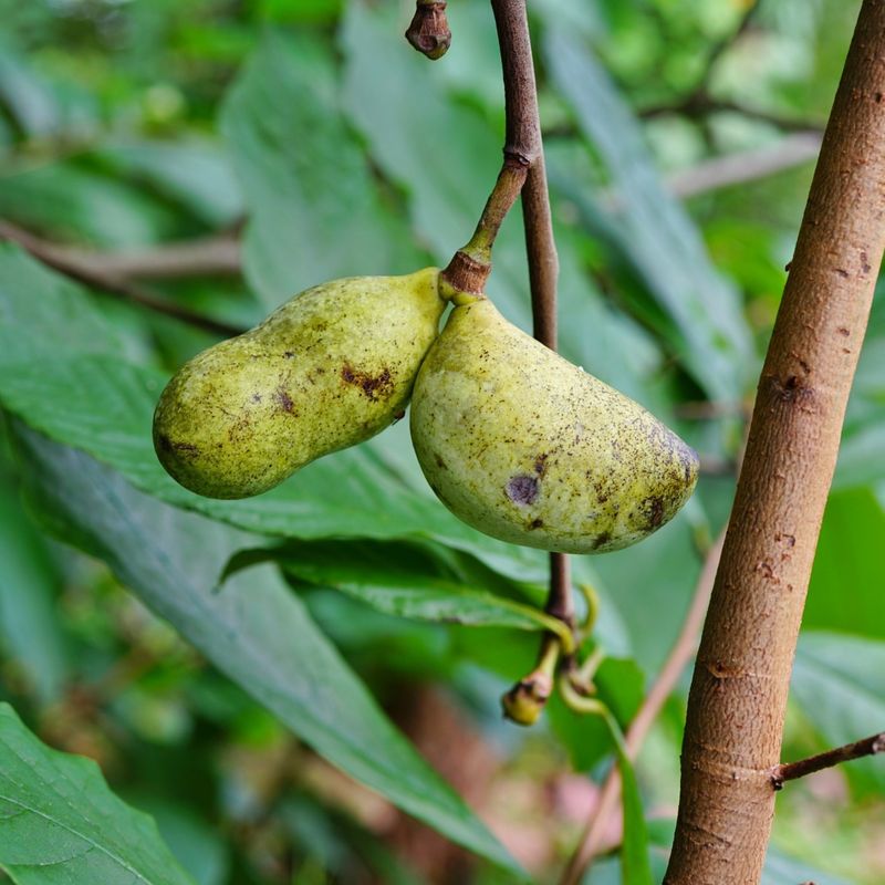 Ohio: Pawpaw