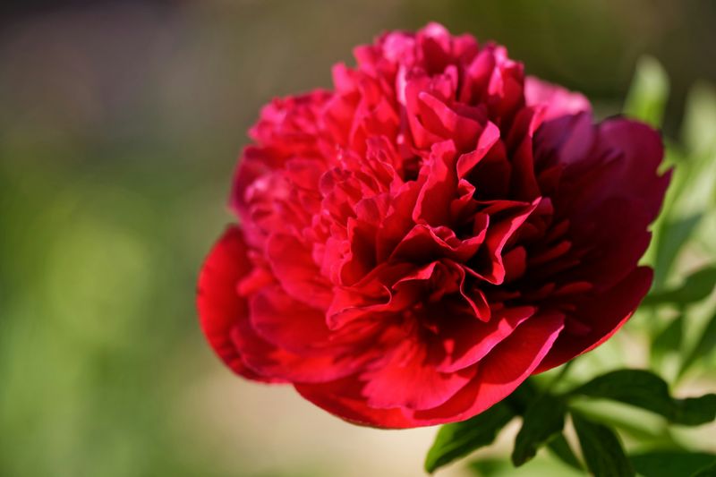 Ohio: Scarlet Carnation