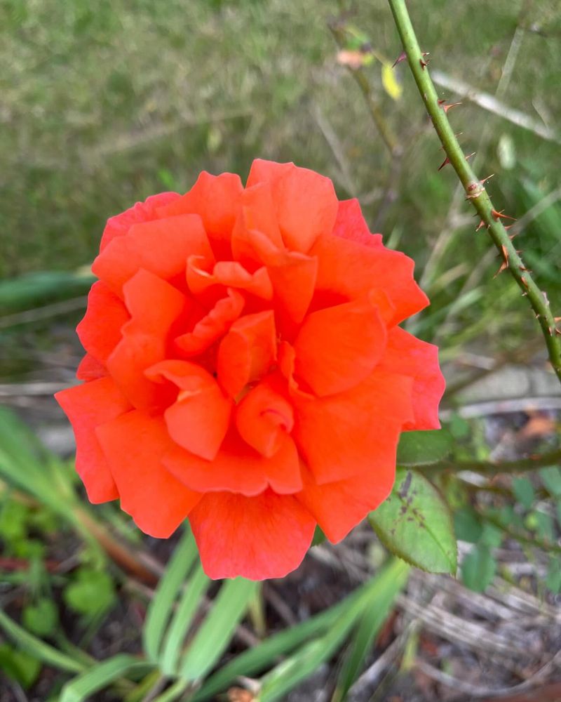 Ohio - Scarlet Carnation