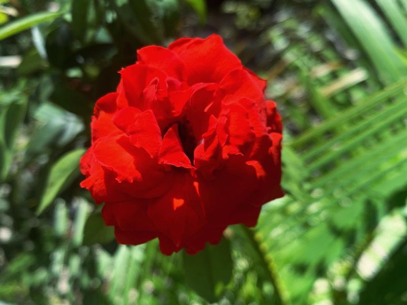 Ohio - Scarlet Carnation