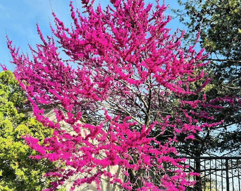 Oklahoma: Eastern Redbud