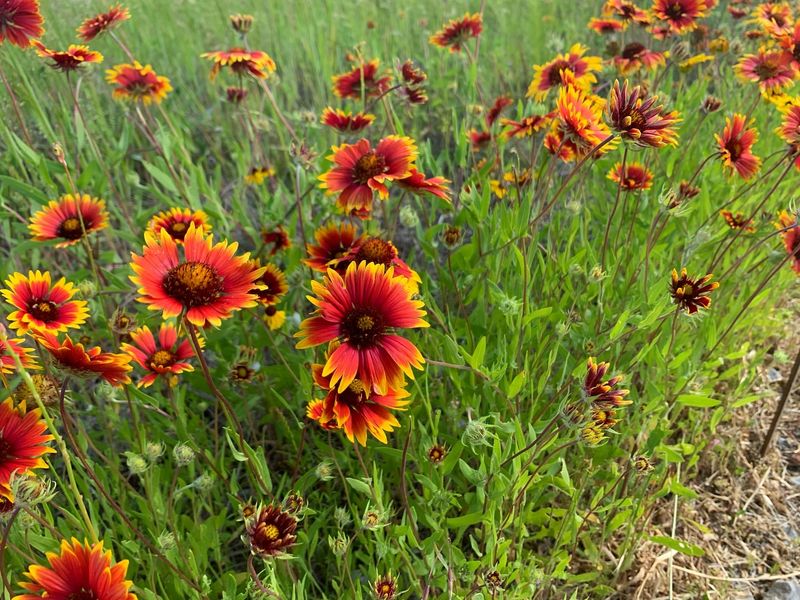 Oklahoma: Indian Blanket