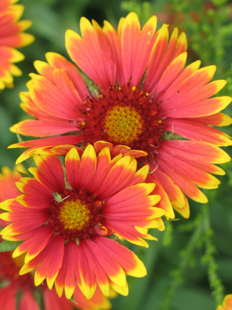 Oklahoma: Indian Blanket