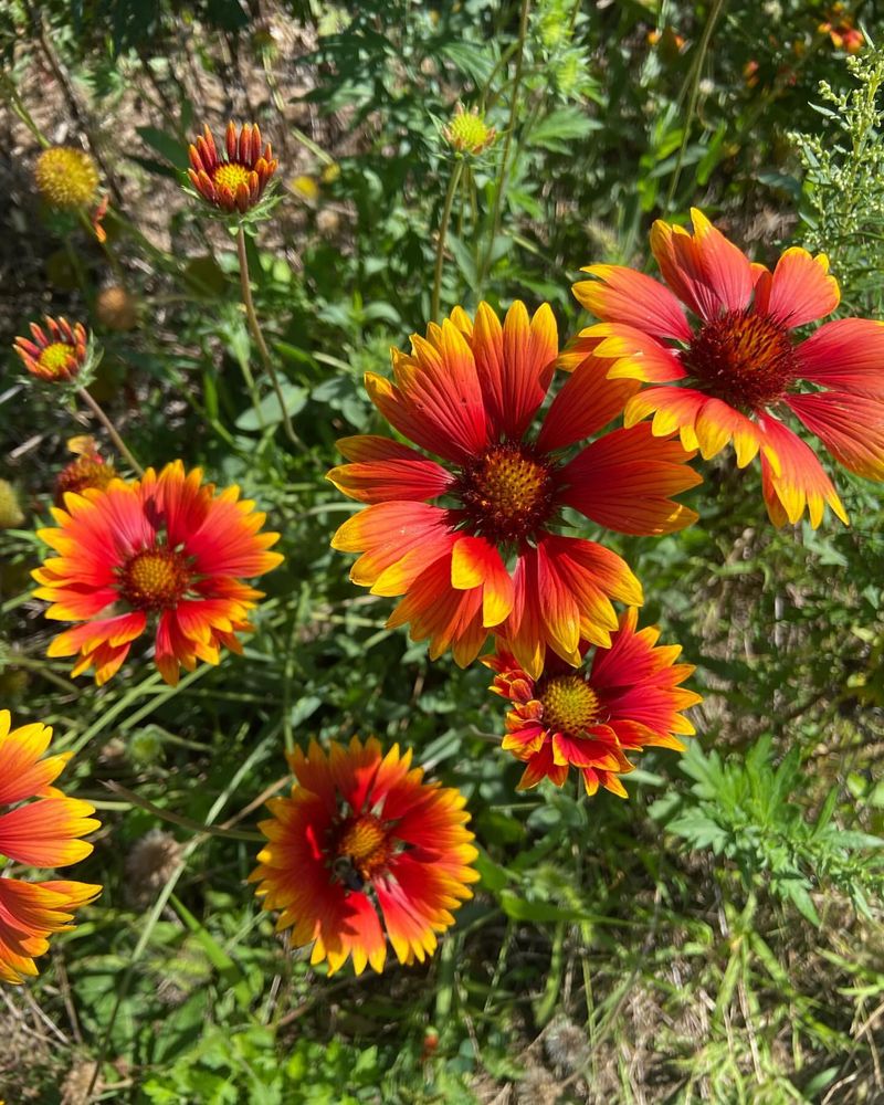 Oklahoma - Indian Blanket