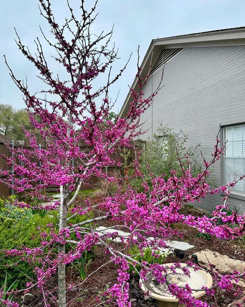 Oklahoma - Redbud