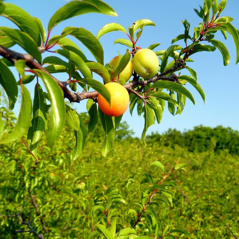 Oklahoma: Sand Plum