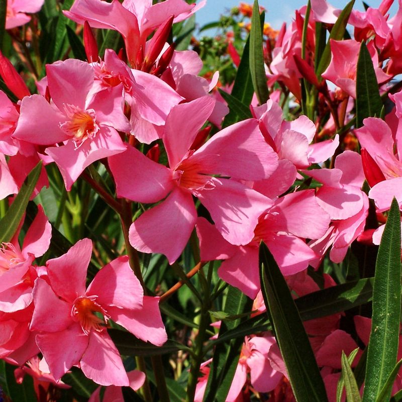 Oleander