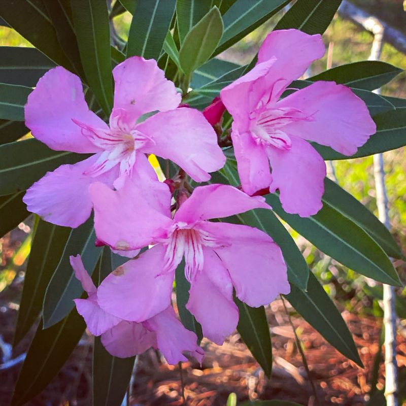 Oleander