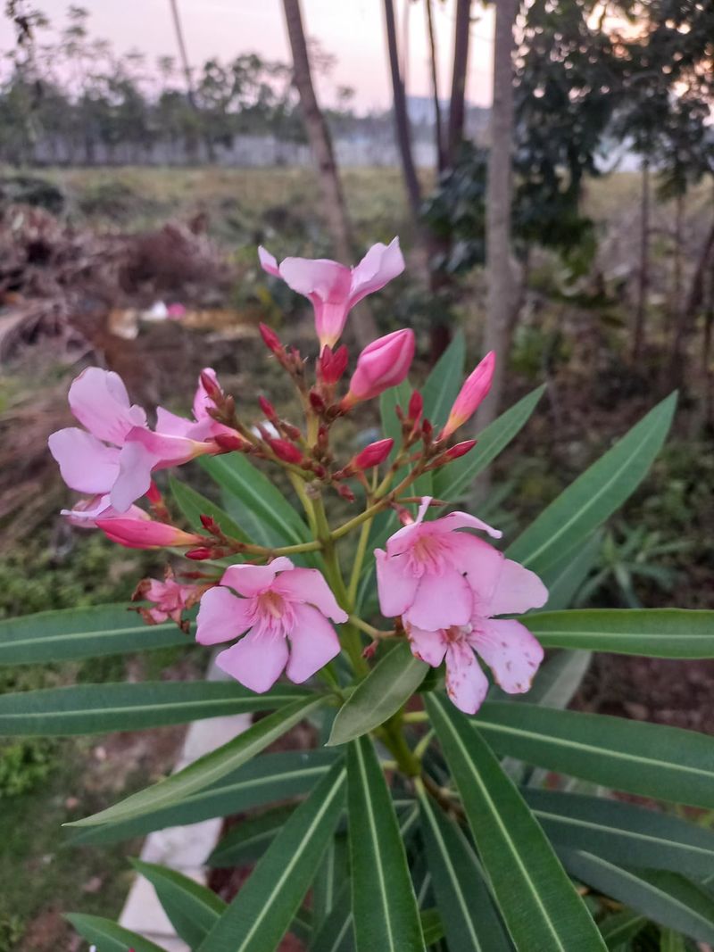 Oleander