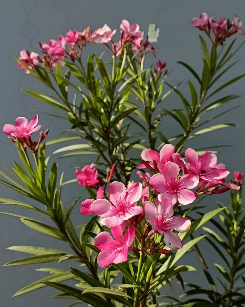 Oleander