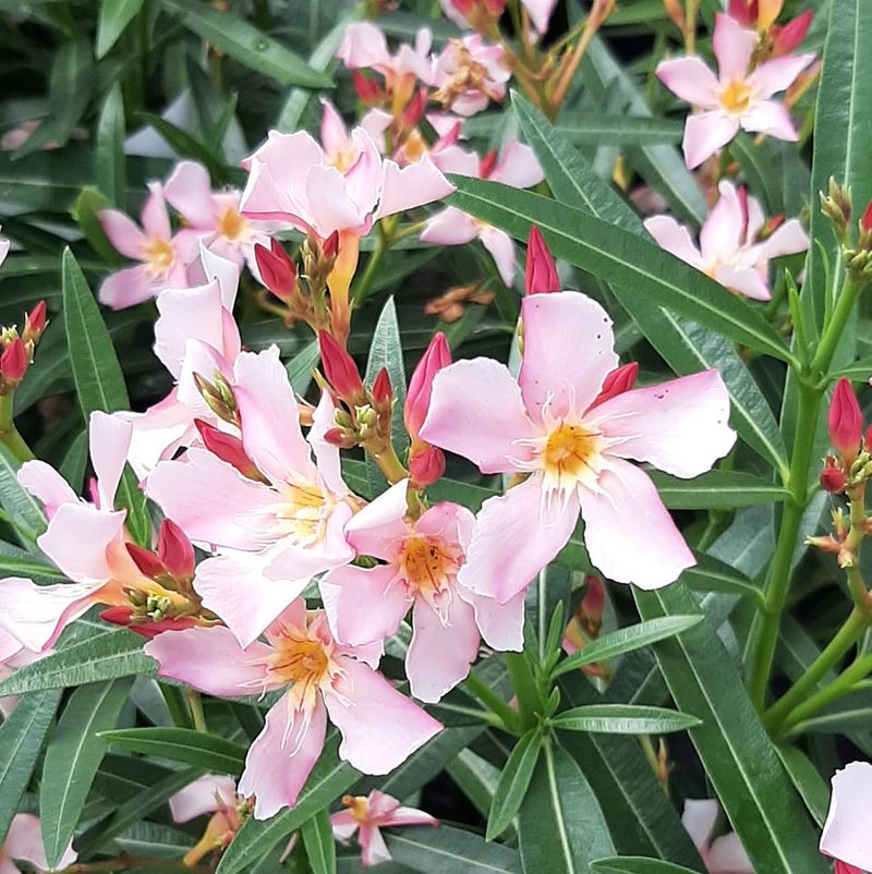 Oleander