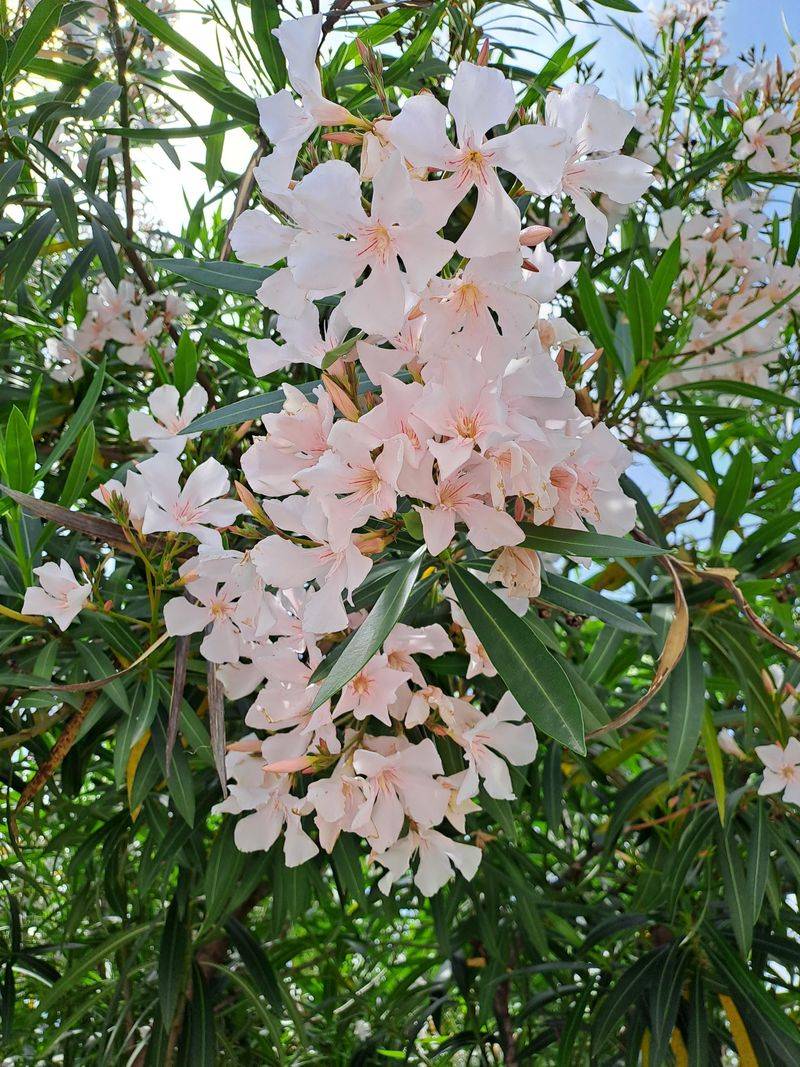 Oleander