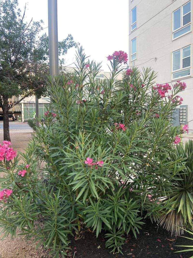 Oleander