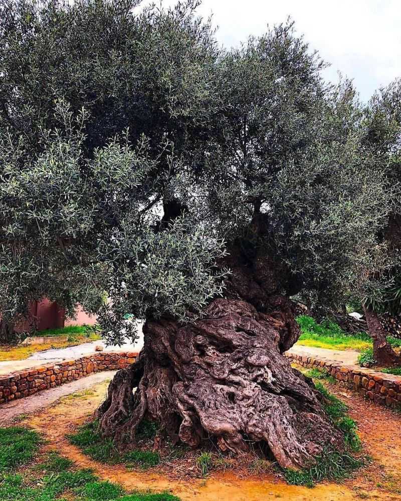 Olive Tree