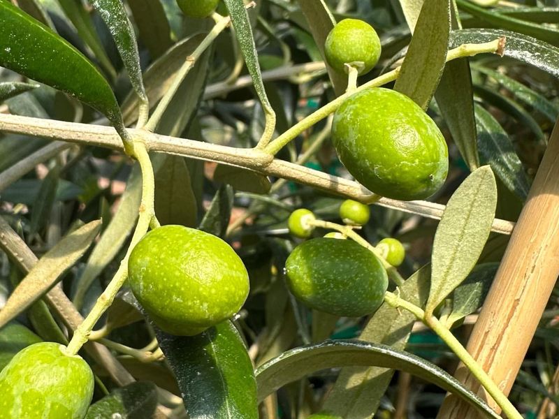 Olive Tree